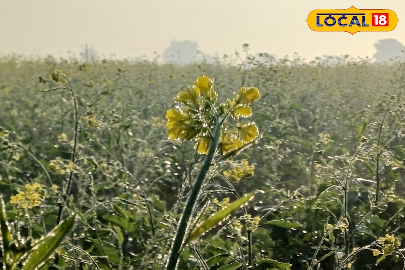 भरतपुर में फसल पर ओस की बूंदे जमीं 