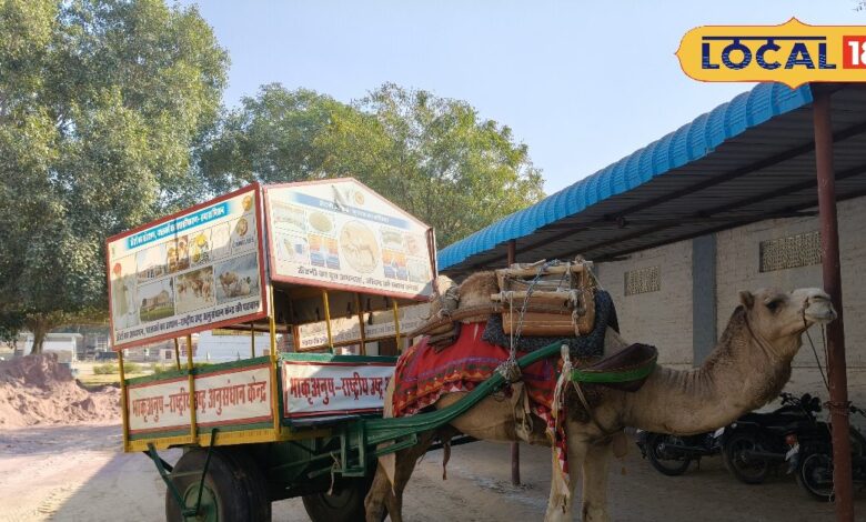 राष्ट्रीय ऊंट अनुसंधान केंद्र की अनोखी पहल, ऊंटगाड़ी से पर्यटक कर सकेंगे सैर, जानें क्या है मकसद