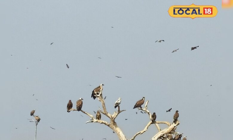 रूस और मंगोलिया से उड़कर बीकानेर पहुंचे दुनिया के सबसे बड़े ‘सिनेरियस वल्चर’ – News18 हिंदी