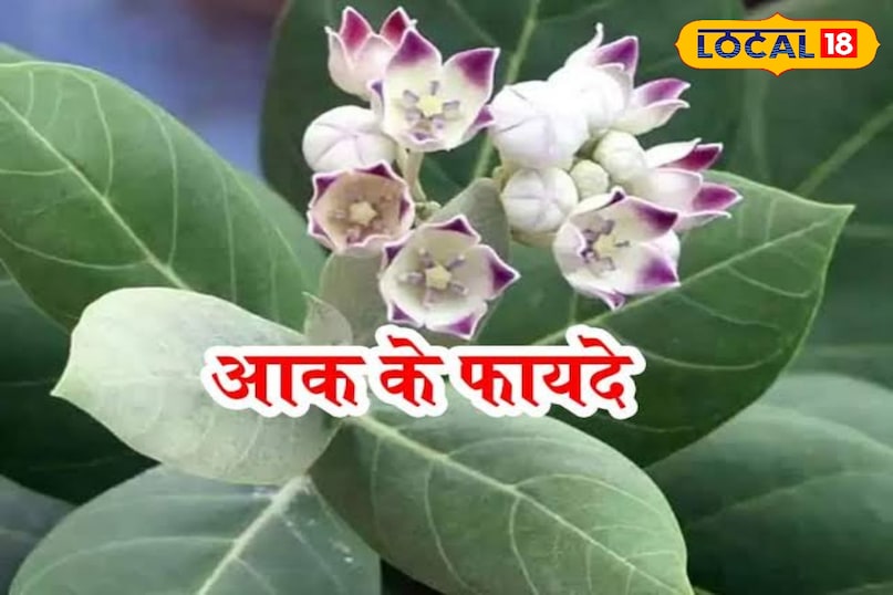 रेतीली धरती पर आक बहुतायत में होता है रेतीली धरती पर आक बहुतायत में होता है