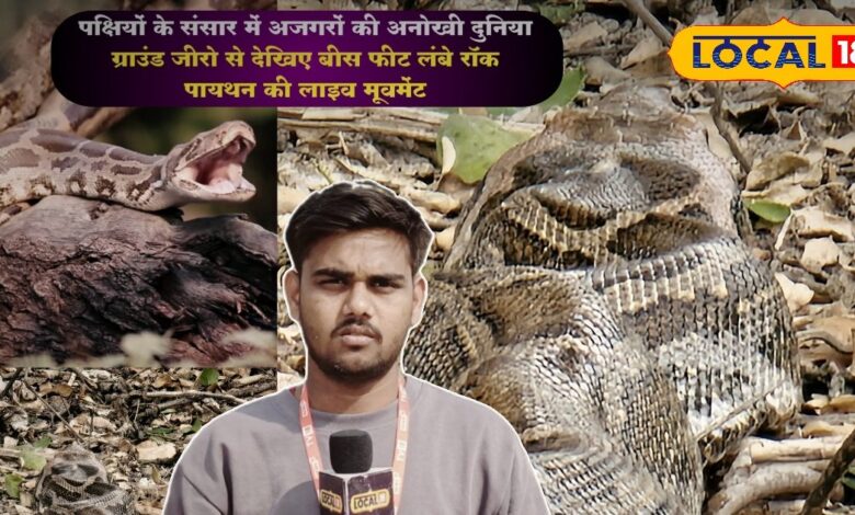 रेगिस्तान में छिपा स्वर्ग! केवलादेव नेशनल पार्क सिर्फ बर्ड सैंक्चुरी नहीं, विशाल अजगरों का भी गढ़ है