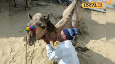 रेगिस्तान में फैशन शो! फर कटिंग और डिजाइन से सजे ऊंट, अंतरराष्ट्रीय ऊंट उत्सव से पहले दिखा अनोखा नजारा