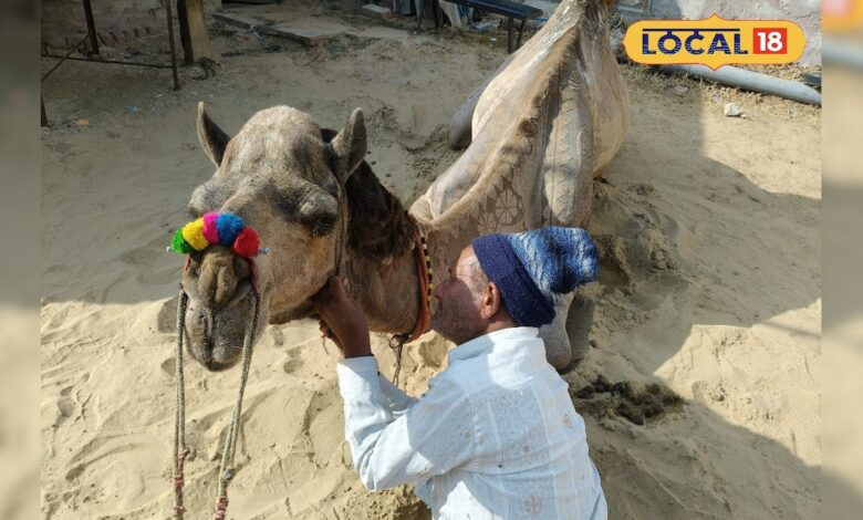 रेगिस्तान में फैशन शो! फर कटिंग और डिजाइन से सजे ऊंट, अंतरराष्ट्रीय ऊंट उत्सव से पहले दिखा अनोखा नजारा