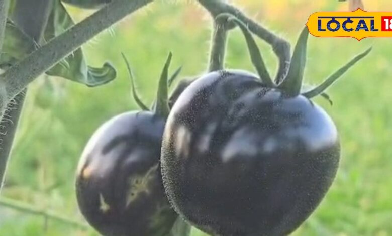 लाल से कई गुना ताकतवर काला टमाटर, हार्ट अटैक, कैंसर, डायबिटीज से बचाने में कारगर! जानें क्यों ये सुपरफूड