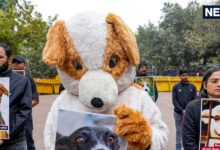 लेख पढ़कर और तैयार होकर आएं...सुप्रीम कोर्ट के जज ने क्‍यों कहा ऐसा? दिए बड़े संकेत - supreme court stray dogs what 3 judge bench ask to do which big indication given