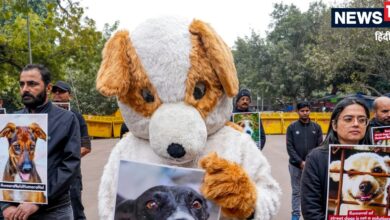 लेख पढ़कर और तैयार होकर आएं...सुप्रीम कोर्ट के जज ने क्‍यों कहा ऐसा? दिए बड़े संकेत - supreme court stray dogs what 3 judge bench ask to do which big indication given