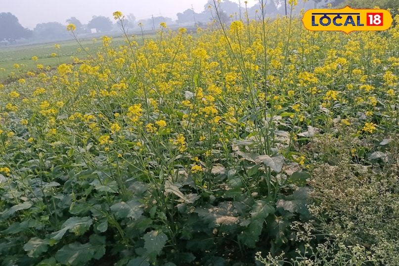 सरसों की खेती 