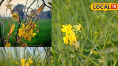 सरसों में ठंड के चलते पाले का मंडरा रहा है खतरा? किसान करें ये देसी उपाय, फसल रहेगी सुरक्षित