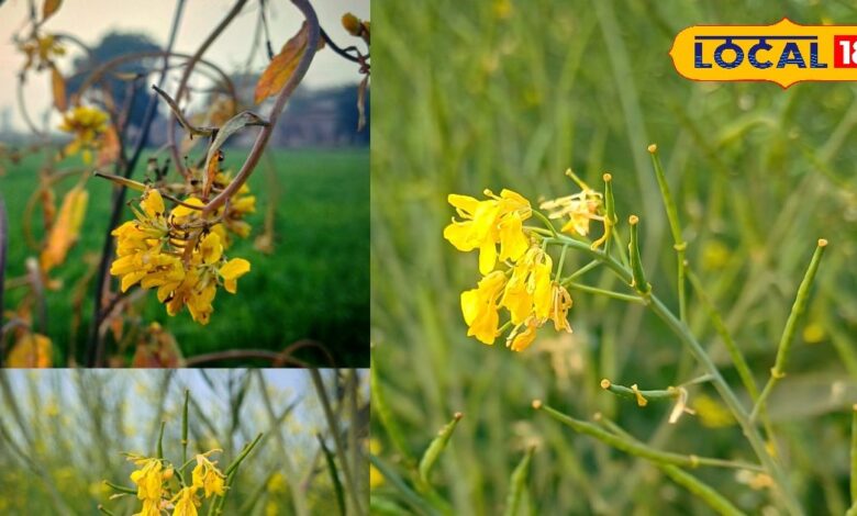 सरसों में ठंड के चलते पाले का मंडरा रहा है खतरा? किसान करें ये देसी उपाय, फसल रहेगी सुरक्षित