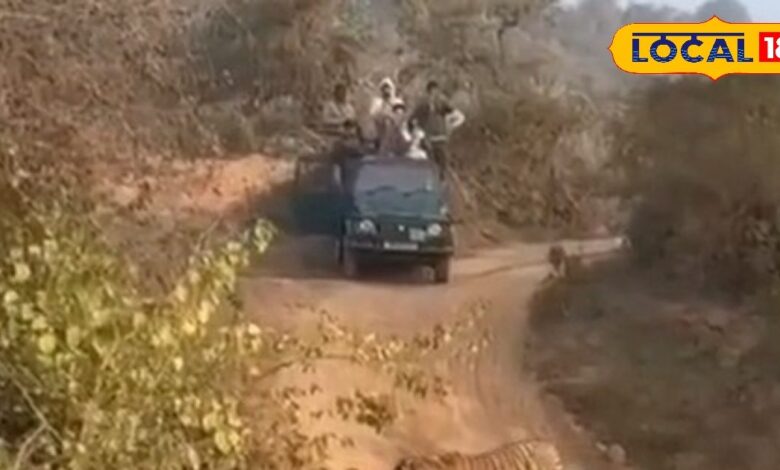 सरिस्का में टाइगर फैमिली की धमाकेदार एंट्री, 3 शावकों संग बाघिन और ताकतवर युवराज कैमरे में हुआ कैद, देखें वीडियो