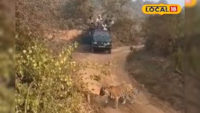 सरिस्का में बाघिन ST-30 ने शावकों संग दिया दुर्लभ दीदार, पर्यटक हुए रोमांचित, देखें वीडियो
