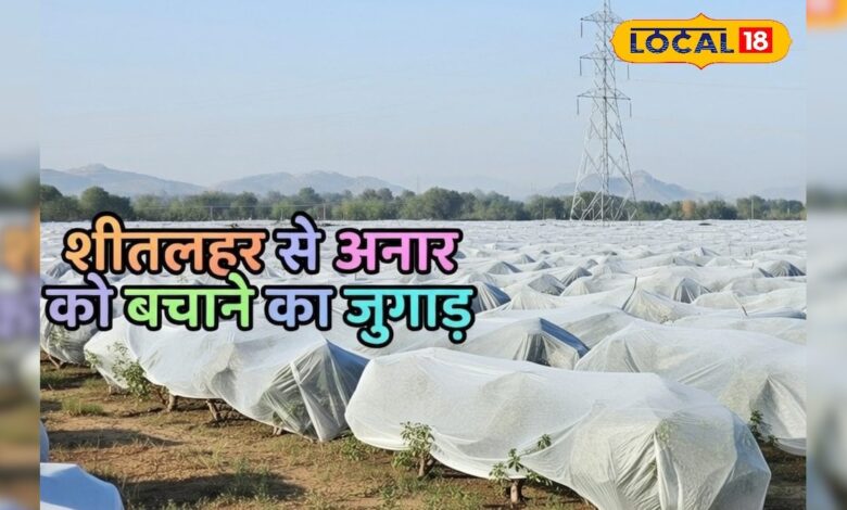 सर्दी और पाले से बचाव का देसी जुगाड़, नॉन-वोवन फैब्रिक से ऐसे चमक रहे बाड़मेर के अनार