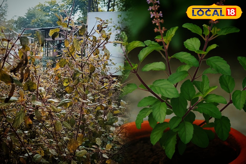 करौली करौली