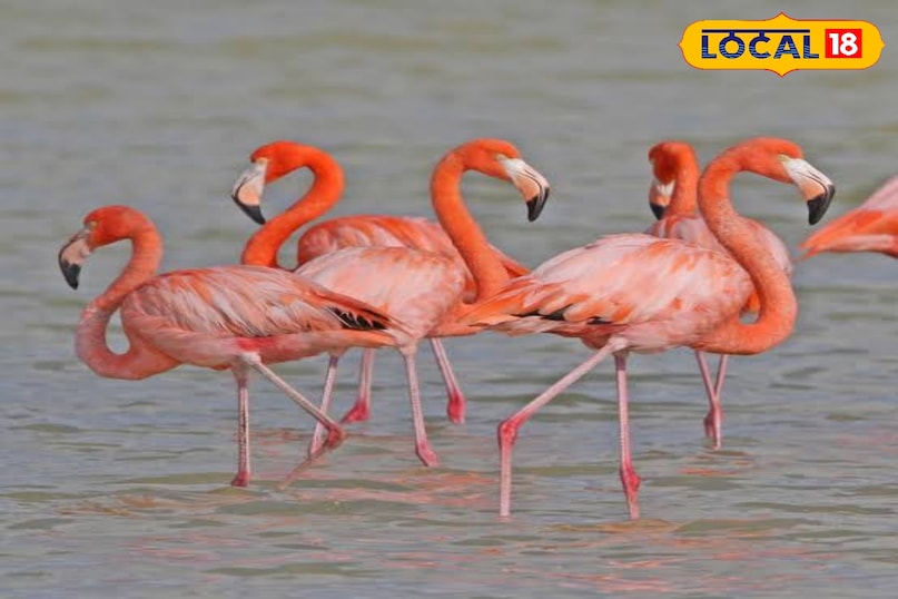 फ्लेमिंगो 