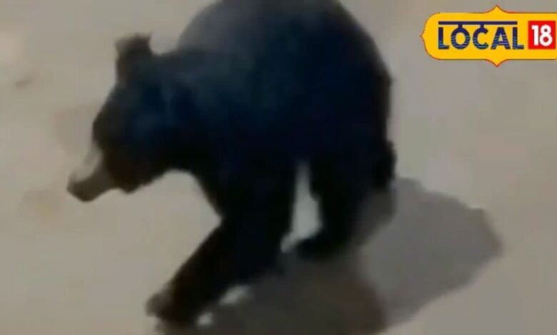 सिरोही आमथला भालू दहशत न्यूज़