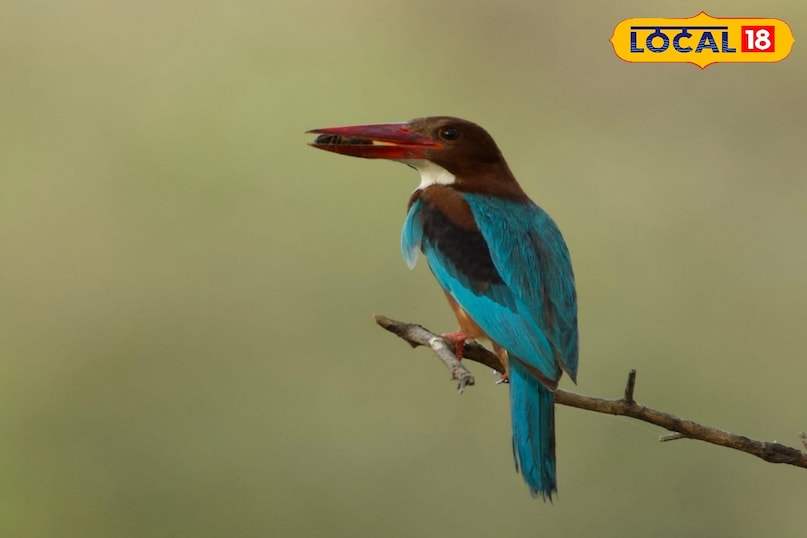 यहां अब तक स्थानीय और प्रवासी मिलाकर 300 से अधिक प्रजातियों के पक्षी देखे जा चुके हैं. इनमें मैक्वीन बस्टर्ड (तिलोर), तुर्किस्तान शॉर्ट-टो लार्क, यूरोपियन बी-ईटर, शॉर्ट-इयर्ड आउल, वाटर पिपिट और नॉर्दन लेपविंग जैसी दुर्लभ प्रजातियां भी शामिल हैं. ये दुर्लभ प्रजातियों के पक्षी बहुत कम जगह पर देखने के लिए मिलते हैं. यहां अब तक स्थानीय और प्रवासी मिलाकर 300 से अधिक प्रजातियों के पक्षी देखे जा चुके हैं. इनमें मैक्वीन बस्टर्ड (तिलोर), तुर्किस्तान शॉर्ट-टो लार्क, यूरोपियन बी-ईटर, शॉर्ट-इयर्ड आउल, वाटर पिपिट और नॉर्दन लेपविंग जैसी दुर्लभ प्रजातियां भी शामिल हैं. ये दुर्लभ प्रजातियों के पक्षी बहुत कम जगह पर देखने के लिए मिलते हैं.