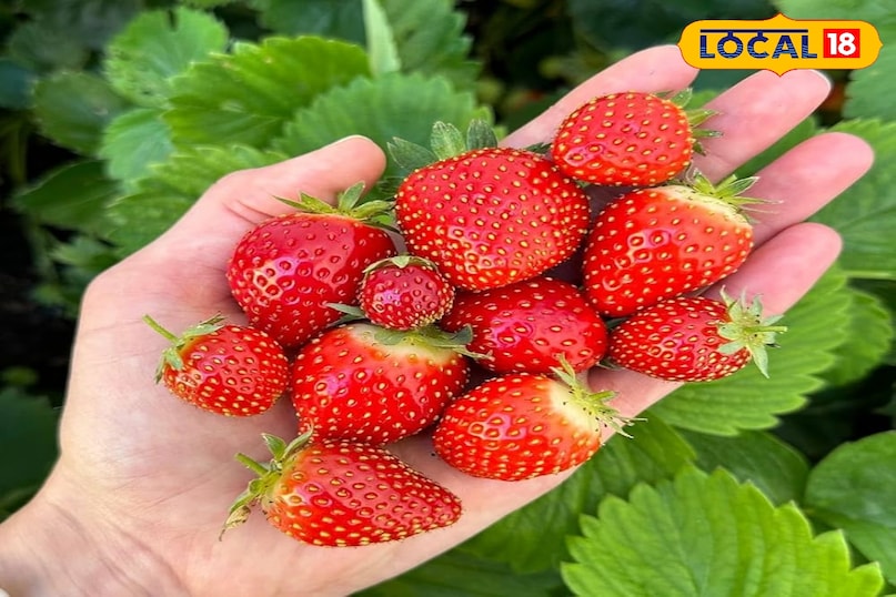 हैदराबाद में सर्दियों की दस्तक के साथ ही स्ट्रॉबेरी का खुमार छा गया है। दिसंबर से फरवरी तक चलने वाले इस छोटे से सीज़न में शहर के कैफे, बेकरी और जूस सेंटर गुलाबी रंगत और ताज़े स्वादों से सराबोर हैं। अगर आप भी स्ट्रॉबेरी लवर हैं तो यहाँ शहर के उन चुनिंदा ठिकानों की सूची दी गई है जहाँ आप इस मौसमी फल का असली लुत्फ उठा सकते हैं