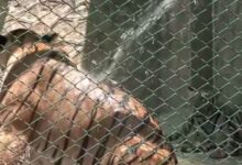 वाह राजा...गर्मियों में ठंडे-ठंडे पानी की फुहारें और कूलर की मस्त हवा, वहीं साथ में हाथियों की भी हुई मोज!