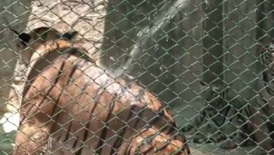 वाह राजा...गर्मियों में ठंडे-ठंडे पानी की फुहारें और कूलर की मस्त हवा, वहीं साथ में हाथियों की भी हुई मोज!