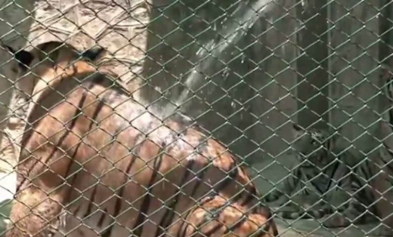 वाह राजा...गर्मियों में ठंडे-ठंडे पानी की फुहारें और कूलर की मस्त हवा, वहीं साथ में हाथियों की भी हुई मोज!