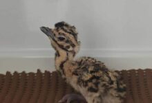 जेड प्लस जैसी सुरक्षा के बीच से गायब हुआ गोडावण का 24 दिन का बच्चा, निगरानी के लिए तैनात थे 50 गार्ड्स