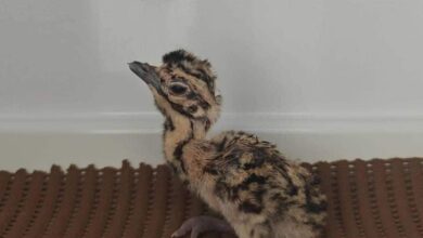 जेड प्लस जैसी सुरक्षा के बीच से गायब हुआ गोडावण का 24 दिन का बच्चा, निगरानी के लिए तैनात थे 50 गार्ड्स