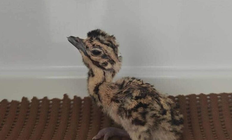 जेड प्लस जैसी सुरक्षा के बीच से गायब हुआ गोडावण का 24 दिन का बच्चा, निगरानी के लिए तैनात थे 50 गार्ड्स