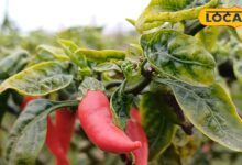 Agriculture News | भरतपुर ईगल मिर्च खेती न्यूज़ | Bharatpur Eagle Chilli Farming Success Story Rajasthan