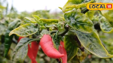 Agriculture News | भरतपुर ईगल मिर्च खेती न्यूज़ | Bharatpur Eagle Chilli Farming Success Story Rajasthan
