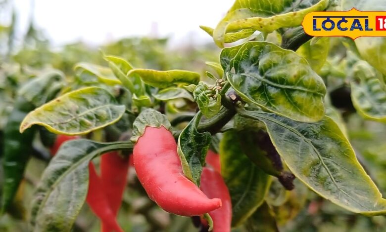 Agriculture News | भरतपुर ईगल मिर्च खेती न्यूज़ | Bharatpur Eagle Chilli Farming Success Story Rajasthan