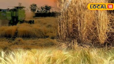 Agriculture Tips | वेस्ट डीकंपोजर से जैविक खाद कैसे बनाएं | How to use Waste Decomposer for Organic Farming Tips