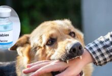 Anti rabies vaccine| ARV dose| dog bite| कुत्ता काटने के कितने घंटे के अंदर वैक्सीन लगवानी चाहिए? कितनी डोज हैं जरूरी, ये 5 सवाल में जानें गाइडलाइंस