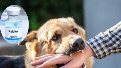 Anti rabies vaccine| ARV dose| dog bite| कुत्ता काटने के कितने घंटे के अंदर वैक्सीन लगवानी चाहिए? कितनी डोज हैं जरूरी, ये 5 सवाल में जानें गाइडलाइंस