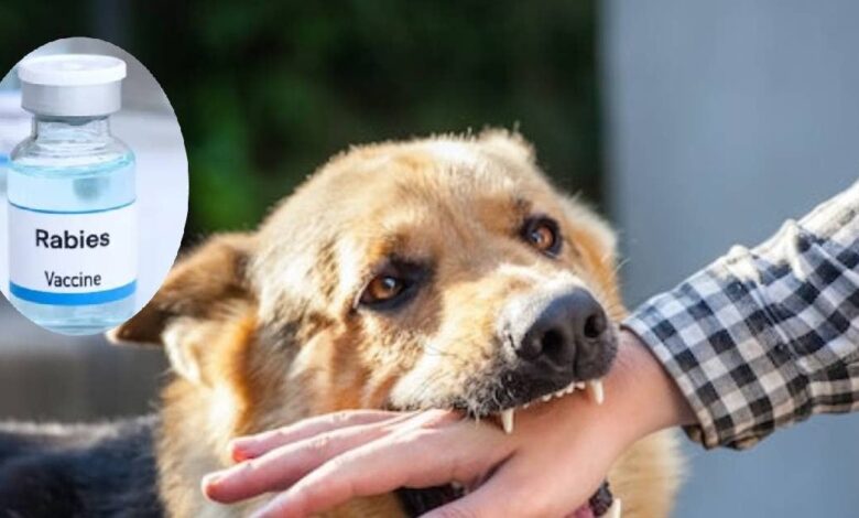 Anti rabies vaccine| ARV dose| dog bite| कुत्ता काटने के कितने घंटे के अंदर वैक्सीन लगवानी चाहिए? कितनी डोज हैं जरूरी, ये 5 सवाल में जानें गाइडलाइंस