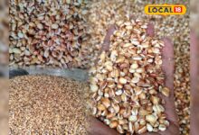 Bhune Jau ke Phayade: क्या आप जानते हैं भूना जौ क्यों है खास? जानें ठंडक और एनर्जी का देसी फॉर्मूला