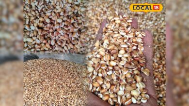 Bhune Jau ke Phayade: क्या आप जानते हैं भूना जौ क्यों है खास? जानें ठंडक और एनर्जी का देसी फॉर्मूला