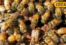 Business Idea: कम लागत, तगड़ा मुनाफा! आंगन या छत से शुरू करें ये बिजनेस, सरकार भी करेगी मदद, बन जाएंगे मालामाल