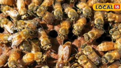 Business Idea: कम लागत, तगड़ा मुनाफा! आंगन या छत से शुरू करें ये बिजनेस, सरकार भी करेगी मदद, बन जाएंगे मालामाल