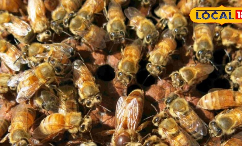 Business Idea: कम लागत, तगड़ा मुनाफा! आंगन या छत से शुरू करें ये बिजनेस, सरकार भी करेगी मदद, बन जाएंगे मालामाल