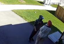 Canada News: Canada Sikh Attack- कनाडा में सिख बुजुर्ग से मारपीट, घर के सामने आकर बोला हमलावर मेरे देश से निकलो