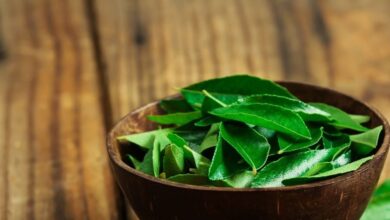 Curry Leaves Side Effects: करी पत्ते के फायदे ही नहीं नुकसान भी हैं, इन 5 तरह के लोगों को करना चाहिए परहेज
