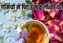 Herbal Flower Tea: चमेली से गुलाब तक, गर्मियों में पिएं इन 10 फूलों की चाय, पूरे दिन बनी रहेगी ताजगी और एनर्जी