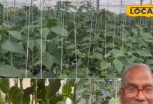 IAS से किसान बने प्रेम मीणा, 5 एकड़ में लगाए 18 हजार पौधे, 30-40 टन उत्पादन, जानें कहां से मिली प्ररेणा