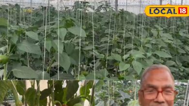 IAS से किसान बने प्रेम मीणा, 5 एकड़ में लगाए 18 हजार पौधे, 30-40 टन उत्पादन, जानें कहां से मिली प्ररेणा