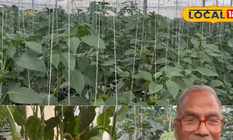 IAS से किसान बने प्रेम मीणा, 5 एकड़ में लगाए 18 हजार पौधे, 30-40 टन उत्पादन, जानें कहां से मिली प्ररेणा