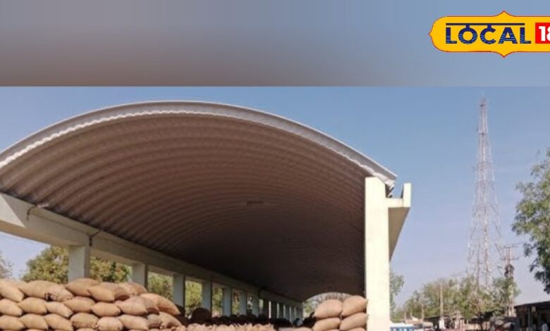 Jeera Mandi Price: अमेरिका-ईरान तनाव का सीधा असर! सांचौर में जीरे के दाम 200 से नीचे, किसानों में मची हाहाकार