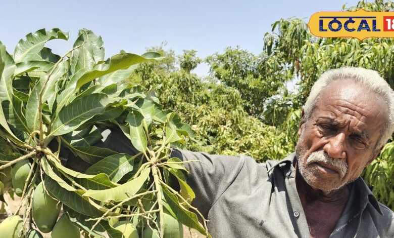 Mango Farming In Barmer | आम की खेती | 3 लाख वाला मियाजाकी आम | Mango Farming in Barmer Miyazaki Variety Rajasthan