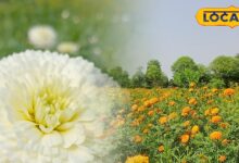 Marigold Flower Farming Success | भरतपुर फूलों की खेती न्यूज़ | Bharatpur Marigold Flower Farming Success Story Rajasthan