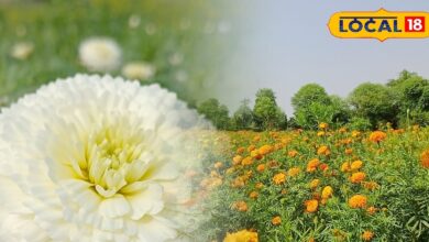 Marigold Flower Farming Success | भरतपुर फूलों की खेती न्यूज़ | Bharatpur Marigold Flower Farming Success Story Rajasthan