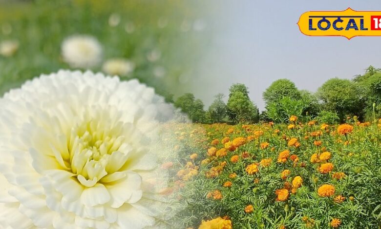 Marigold Flower Farming Success | भरतपुर फूलों की खेती न्यूज़ | Bharatpur Marigold Flower Farming Success Story Rajasthan